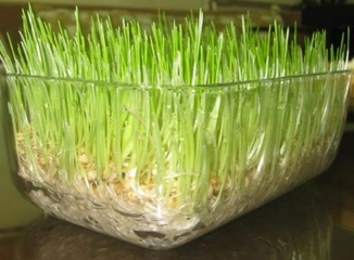 Buğday Çimi Tohumu Buğday Çiminin Faydaları Nelerdir?