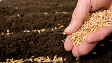 Buğday Ekimi Aşamaları