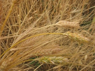 Buğday Hangi Ayda Olgunlaşır?