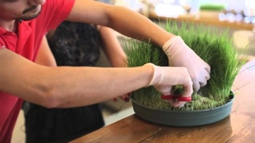 Buğday Suyu Kürü Tarifi ve Malzemeleri