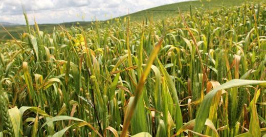 Buğdayda Pas Hastalığı