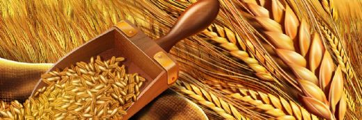 Makarnalık Buğday Çeşitleri