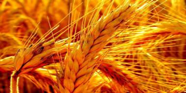 Buğday Hangi Bölgede Yetişir